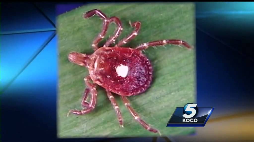 Ticks and fleas carry deadly Heartland virus