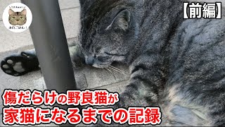 【プレミア公開】前編「野良猫から家猫へ」野良歴8年ケガでボロボロだった腹ぺこ猫が幸せになるまでの記録ーHe's been a stray cat for eight years.