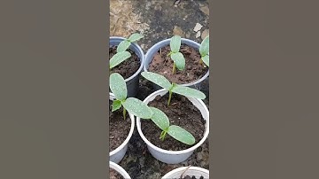 How to grow cucumbers in pots, harvest many times
