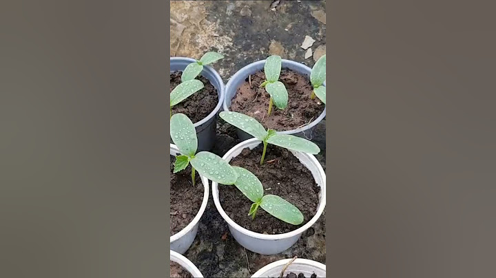 How to grow cucumbers in pots, harvest many times