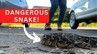 Deadly PUFF ADDER in the city!