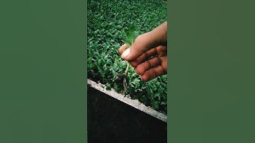 Nhiều bạn vẫn nghĩ bông cúc vàng trồng bằng hạt. đúng nhận sai cãi nè.