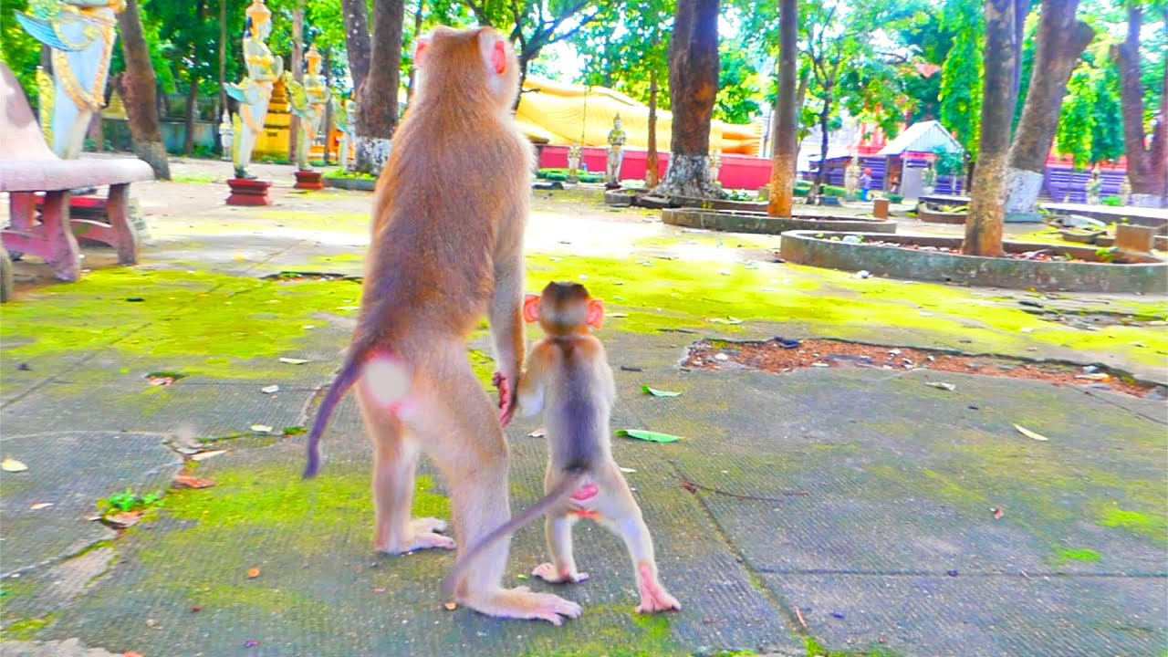 Amazing views...When baby monkey SABA and mom SARIKA makes best action like that.