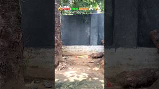 गर्मी का मौसम और मेरा दिमाग..#YouTubeShorts 🌡️💀 #Dees#FunnyVideo#Chutkule#Shorts#YTShorts#Viral