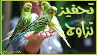 اصوت تحفيز عصافير الحب +البادجي +parakeet +large bird cage+parrot varieties+green cheeked parakeet