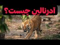 آدرنالین چيست و به چه دردی می خورد