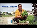 Godwari Phul Cutting Garnu Bhayo ki Chaina I Chrysanthemums Flower Cutting I Nepali Kareso Bari