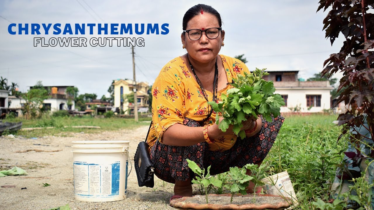 Godwari Phul Cutting Garnu Bhayo ki Chaina I Chrysanthemums Flower Cutting I Nepali Kareso Bari