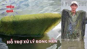 HỖ TRỢ DIỆT "RONG MỀN & RONG NHỚT" VÀ XỬ LÝ NƯỚC "BỊ ĐỎ" - ĐÁY AO ĐEN, KHÍ ĐỘC DO XÁC RONG TẢO CHẾT
