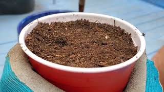 How to Grow Tomatoes from seed | Germinating Tomato seeds