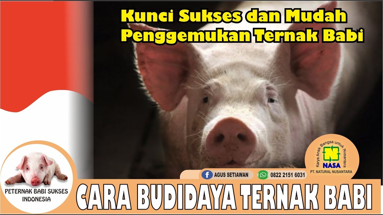 Cara Membesarkan Ternak Babi | Ternak Babi Sukses | Penggemukan Babi
