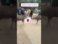 Nara Park, onde vivem mais de 1.200 veados da espécie sika