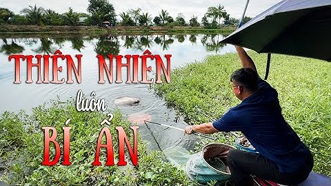 Câu Đài Thiên Nhiên | Câu rô phi Hồ Bán Thiên Nhiên ở Long An | Mồi Câu Cá Khó Chịu
