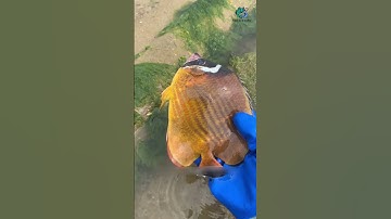 Cá dìa là cá nước ngọt hay nước mặn | Review bắt hải sản #shorts #sanbathaisan