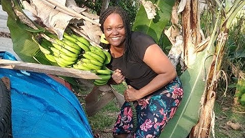 I cut down a banana tree for the first time (challenge yourself)
