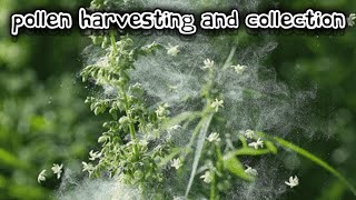 cannabis pollen harvesting and collection// simple method