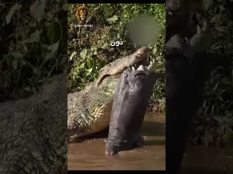 التمساح ضد فرس النهر من الاقوي