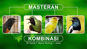 MASTERAN KOMBINASI GACOR 4in1 Murai Batu Cucak Ijo Kenari & Kacer
