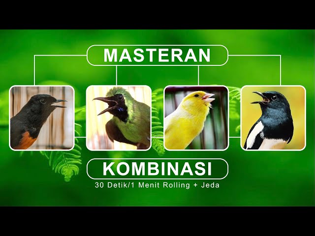 MASTERAN KOMBINASI GACOR 4in1 Murai Batu Cucak Ijo Kenari u0026 Kacer class=