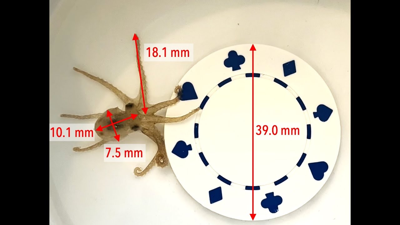 Poker Chip Hatchling Octopus (bimac)