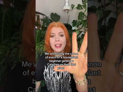 We Ve All Been There Houseplants