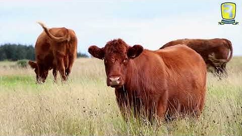 📌 Title:Day 19: Exploring Different Cultures Through the Lens of AI