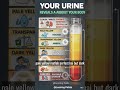 🚽 आपका Urine आपके शरीर के बारे में बहुत कुछ बताता है😊#youtubeshorts#healthylifestyle#shorts#colors