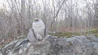 Drumming ruffed grouse entering from stage right