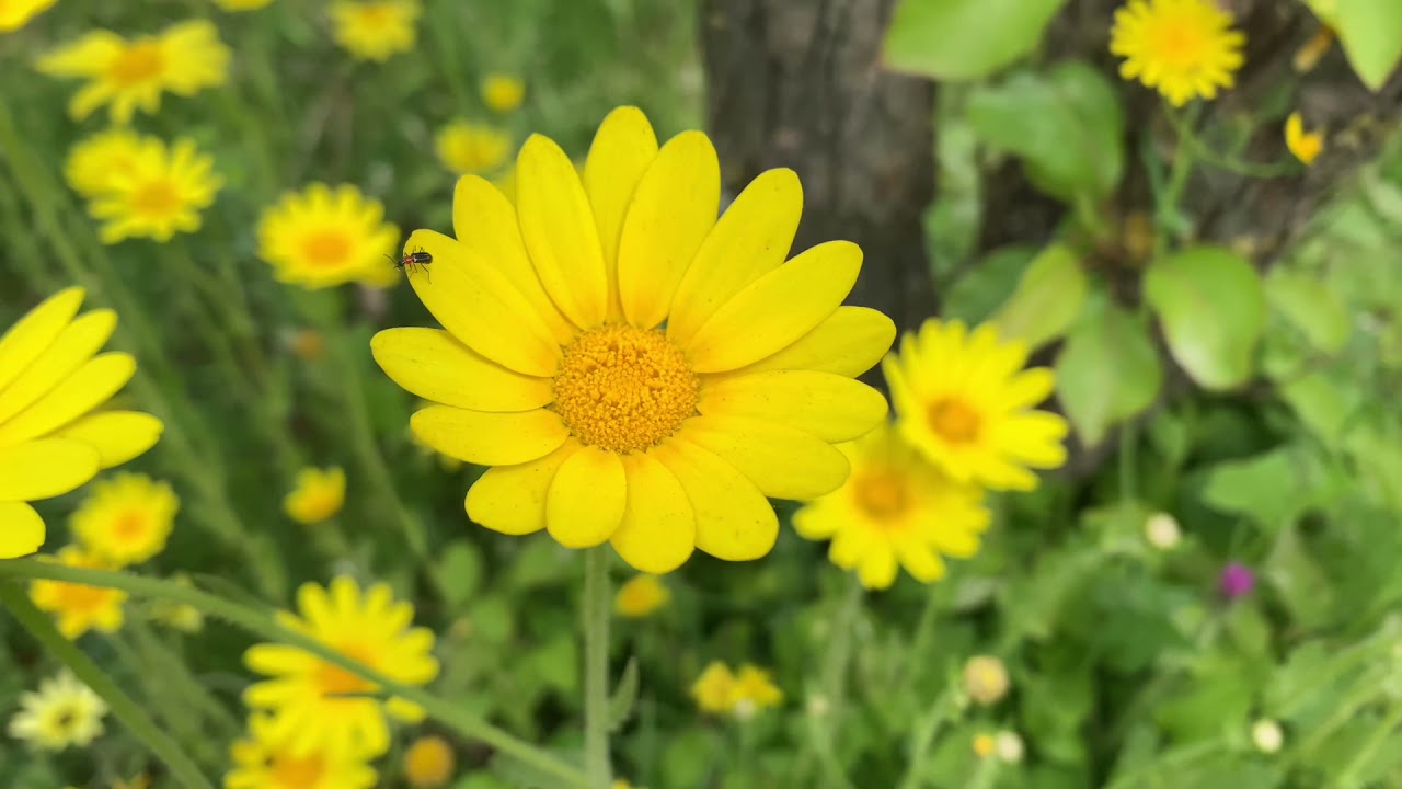 نهار زوين حدا سيدي الشافي سلا الجديدة الطبيعة الخلابة رائع 👏