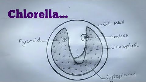 Chlorella l How to draw Chlorella l Labelled Diagram of Chlorella l Science Diagram l ES art & craft