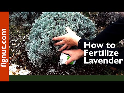 How to Fertilize Lavender Plants