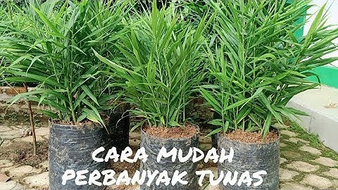 CARA MEMPERBANYAK TUNAS JAHE DI POLYBAK