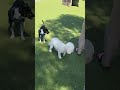 Dogs enjoying #dogs #puppy #petsrule #cutedogs #doggielife #cutepets #dogtraining #doglife