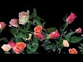Saki  Kubota  - "Миллион алых роз"