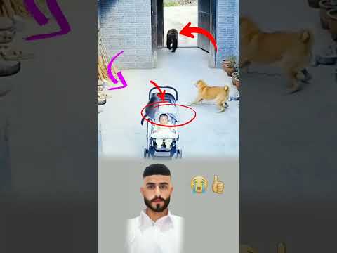 لم تكن قوة القط في أنيابه بل في وفائ هجم على الدب لينقذ الطفل فكانت نجاة بأمر الله  