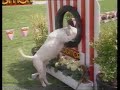 Bullterrier causes chaos at Dog Show.