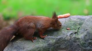 Auf Dem Steinteil 1 On The Rock Part 1