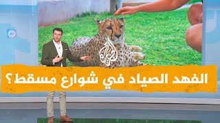 شبكات| الفهد الصياد يركض في شوارع سلطنة عمان.. ما هي الحقيقة؟