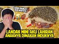 LANDAK MINI AKU LAHIRAN! ANAK-ANAKNYA MALAH DIMAKAN INDUKNYA! TEGA BANGET MIL MAKAN ANAKNYA SENDIRI!