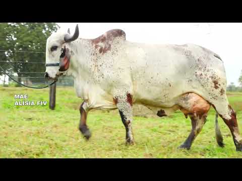 LOTE 23 ELETIVA FIV HORSESHOE RANCHO 3 IRMÃOS 7781 CI