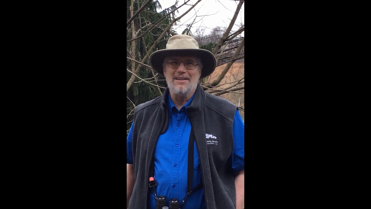 Ask The Expert Get to know birds with National Aviary Ornithologist