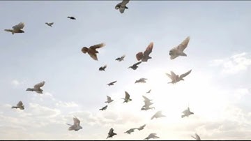 سورة يس بصوت القارئ يوسف نوح أحمد برواية هشام عن ابن عامر