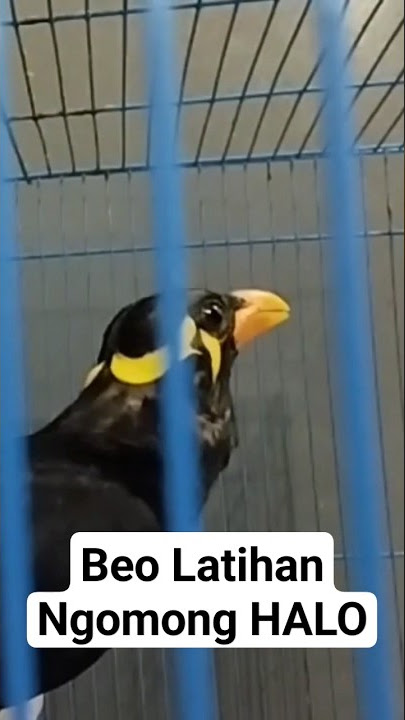 Beo Bahan Latihan Ngomong Hallo #shortsvideo
