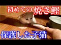 【野良子猫保護】生まれて初めて食べる焼き鰹…果たして味わって食べてくれるのか？