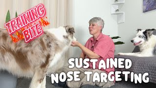 Training Bite - Sustained Nose Targeting