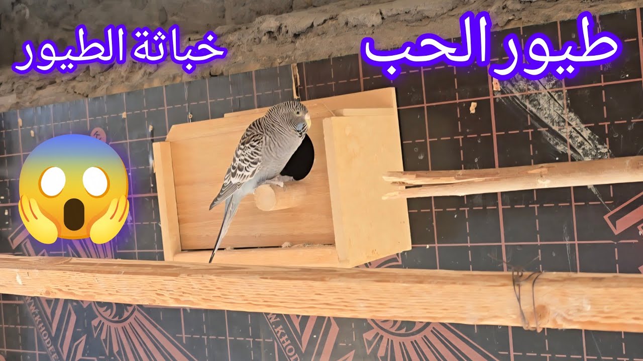 طيور الزينة فتح اعشاش وانتاج الطيور 