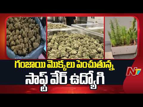 Techie Busted for Cultivating Ganja at Home in Hyderabad | NTV Telugu - NTVTELUGU