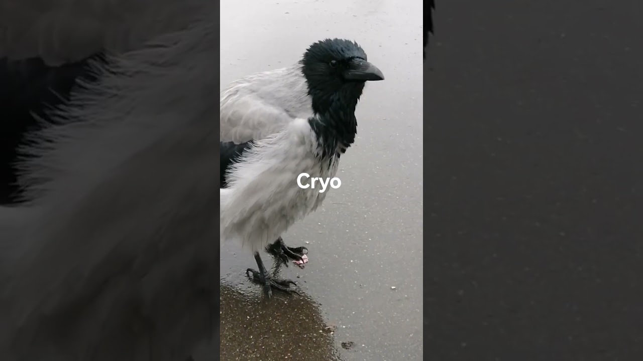 Очень Пуховая дама 