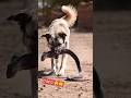 Brave Dog vs Deadly Cobra 🐶🐍 | Shocking Jungle Fight🔥 #youtubeshorts #dog #vs #cobra #shorts #viral