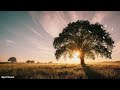 Magical Sunset in the Forest | Relaxing Birdsong &amp; Nature Sounds